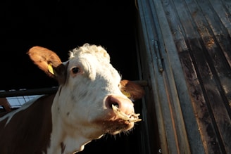 A farmer using a tablet to check dairy cow health in a sunny barn.