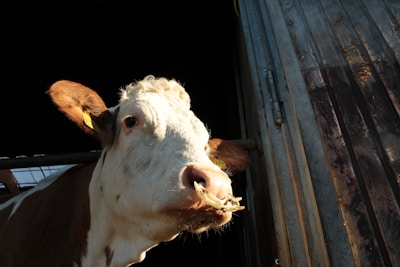 A farmer using a tablet to check dairy cow health in a sunny barn.