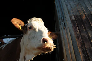 A farmer gently checking his cow's health in a sunlit barn.