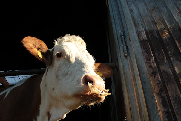 A veterinarian gently examining a healthy cow in a sunlit barn.