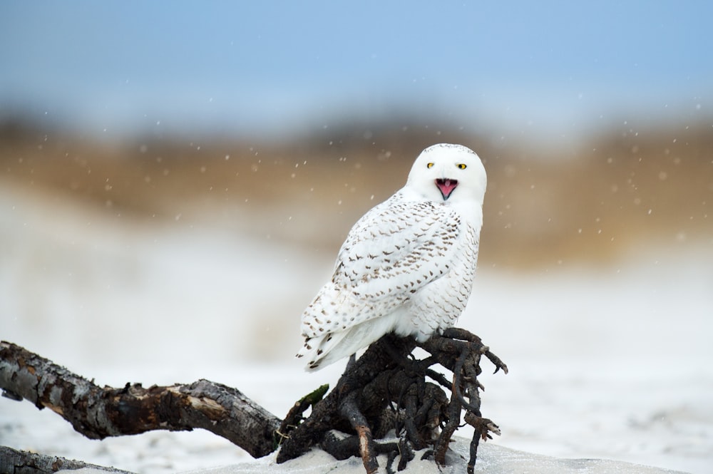 white and gray bird perching on tree root