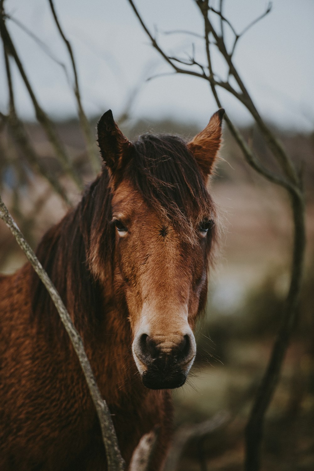 closeup photo of brown horse near bare tree