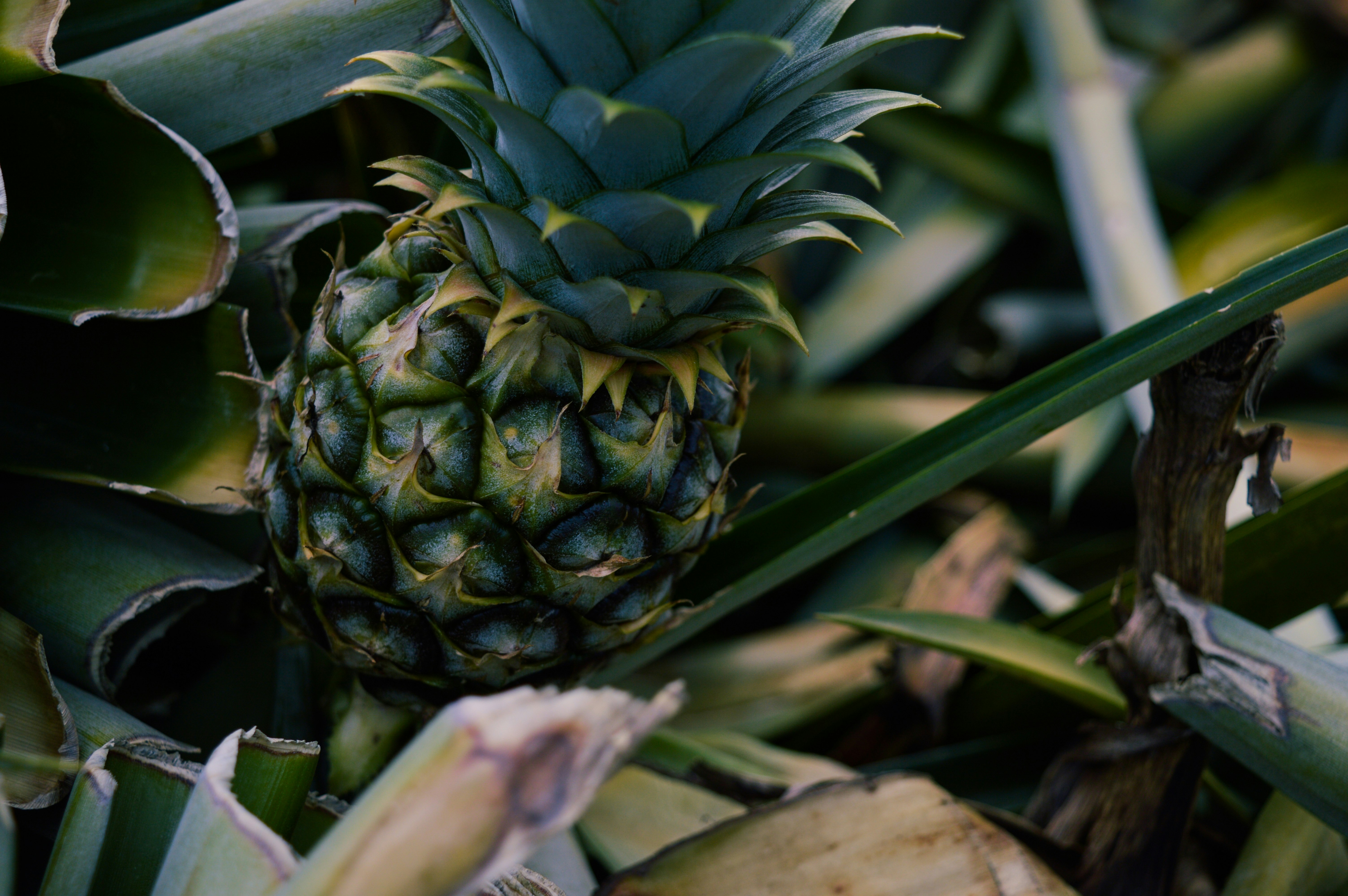 Benefits Of Boiling Pineapple Leaves And Drink The Water Regularly