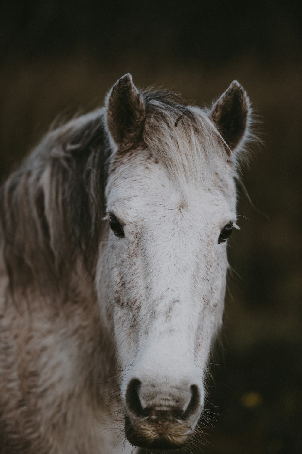 close-up photography of white horse