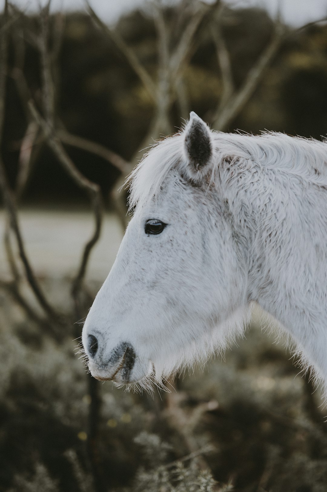 closeup photo of white horse head