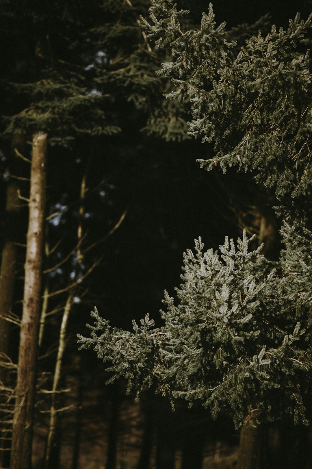 green-leafed tree