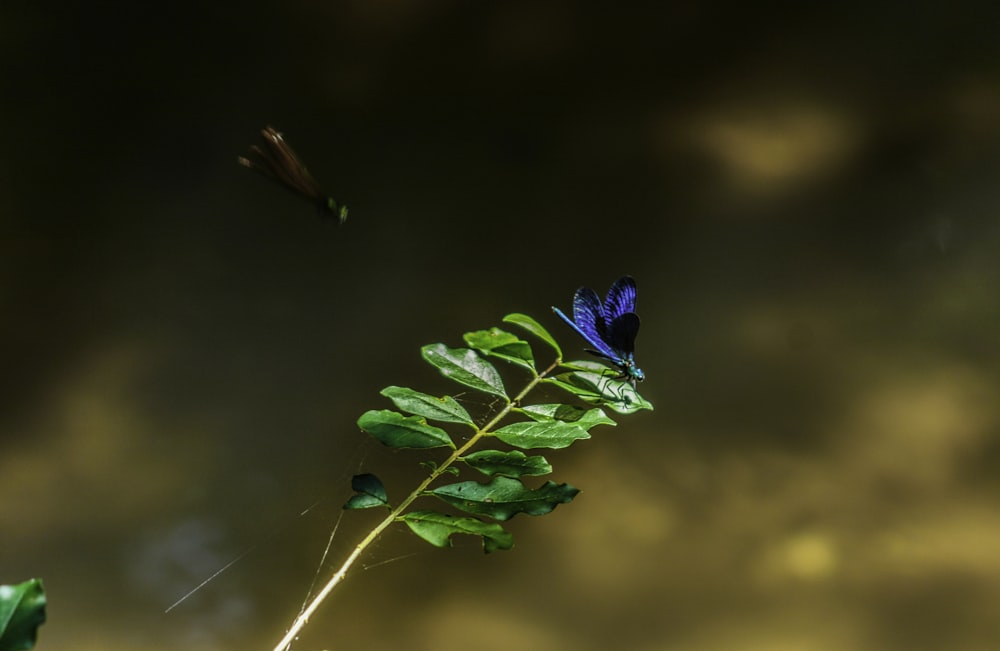 shallow focus photo of blue butterfly