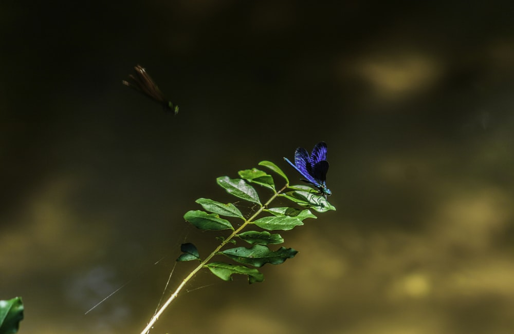 Foto des blauen Schmetterlings mit flachem Fokus
