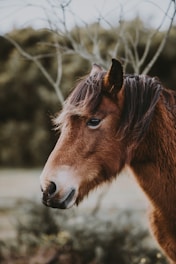 a brown horse standing next to a tree