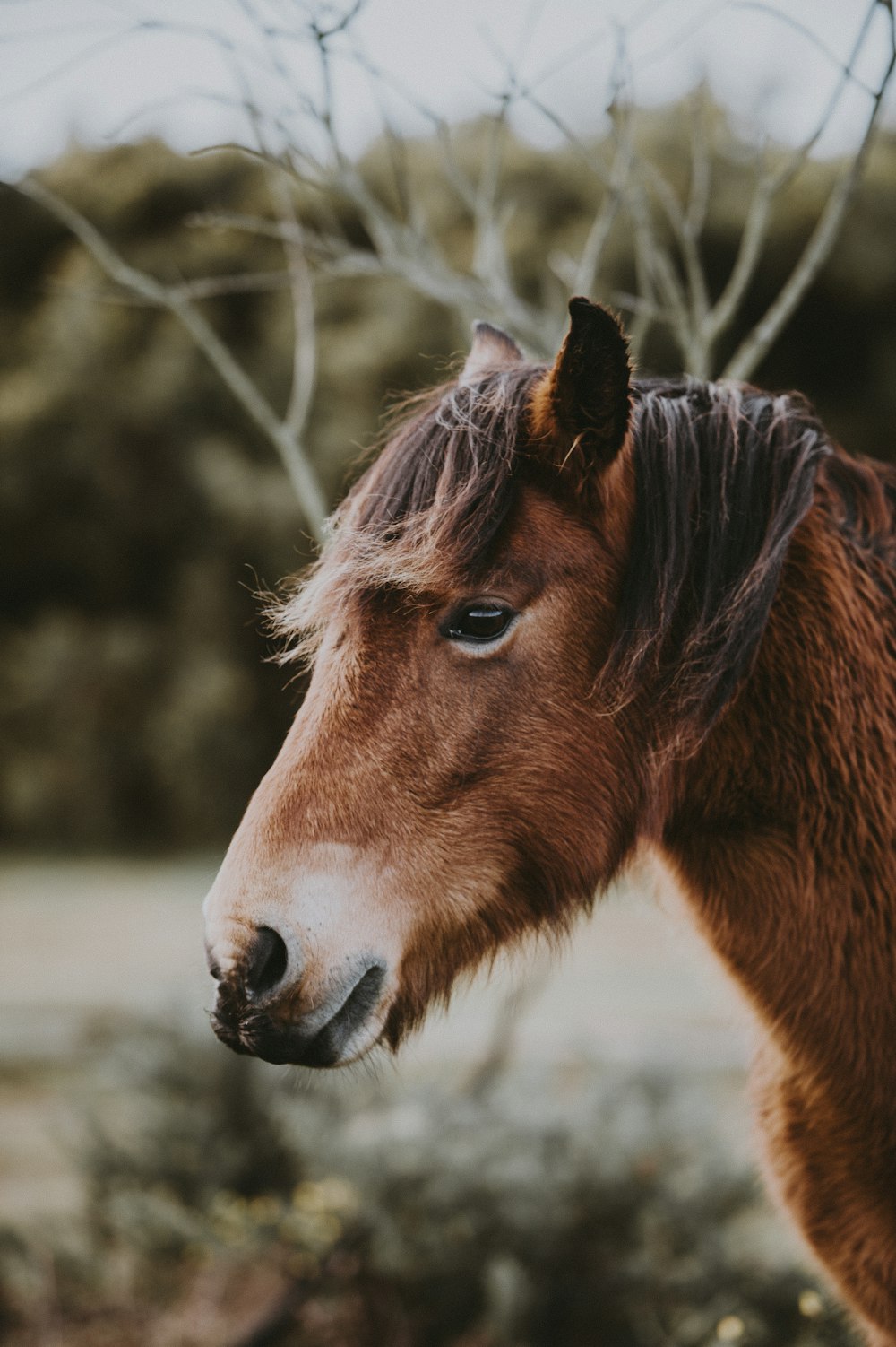 a brown horse standing next to a tree