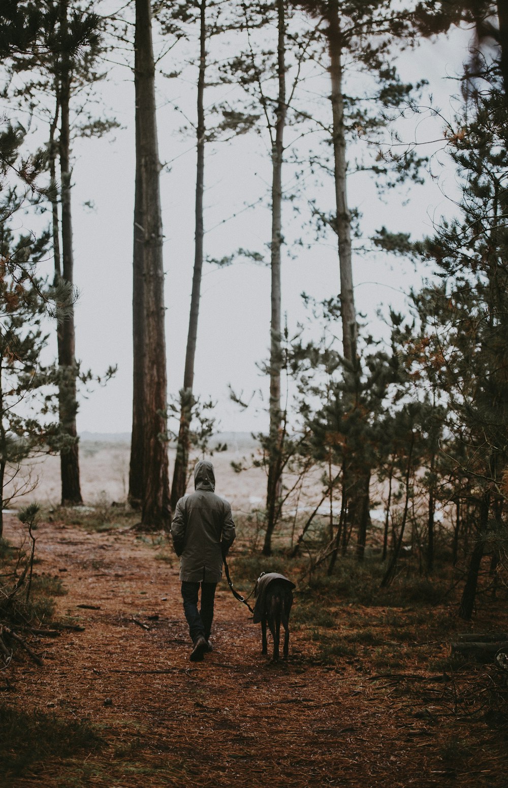 person holding dog leash