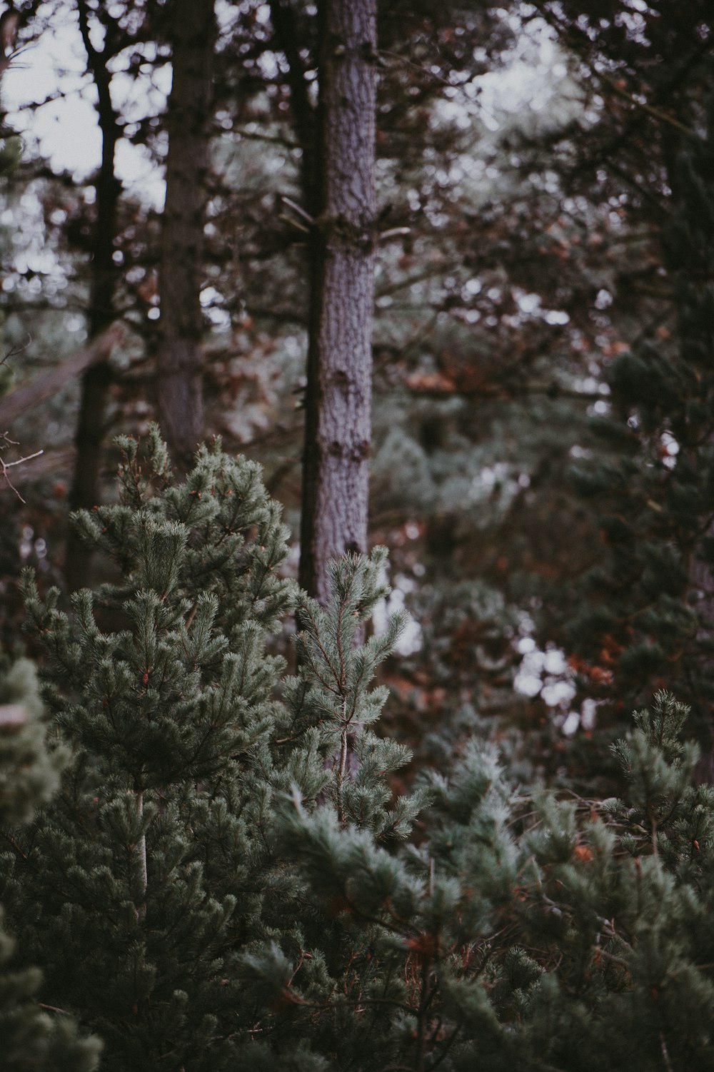 landscape shot of green trees