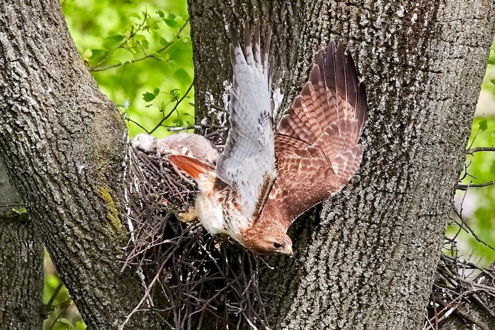 aquila marrone e grigia sul tronco d'albero