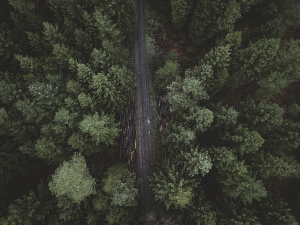 bird's-eye view photography of road surrounded with pine trees