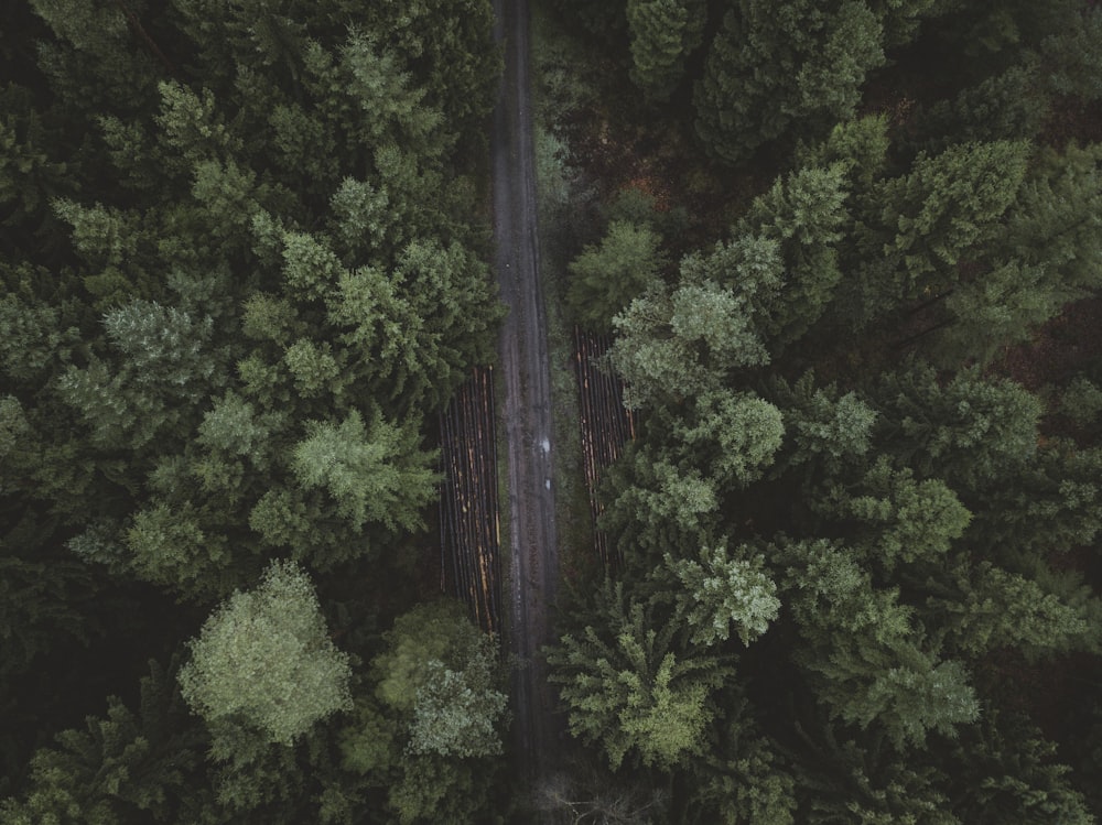소나무로 둘러싸인 도로의 조감도 사진