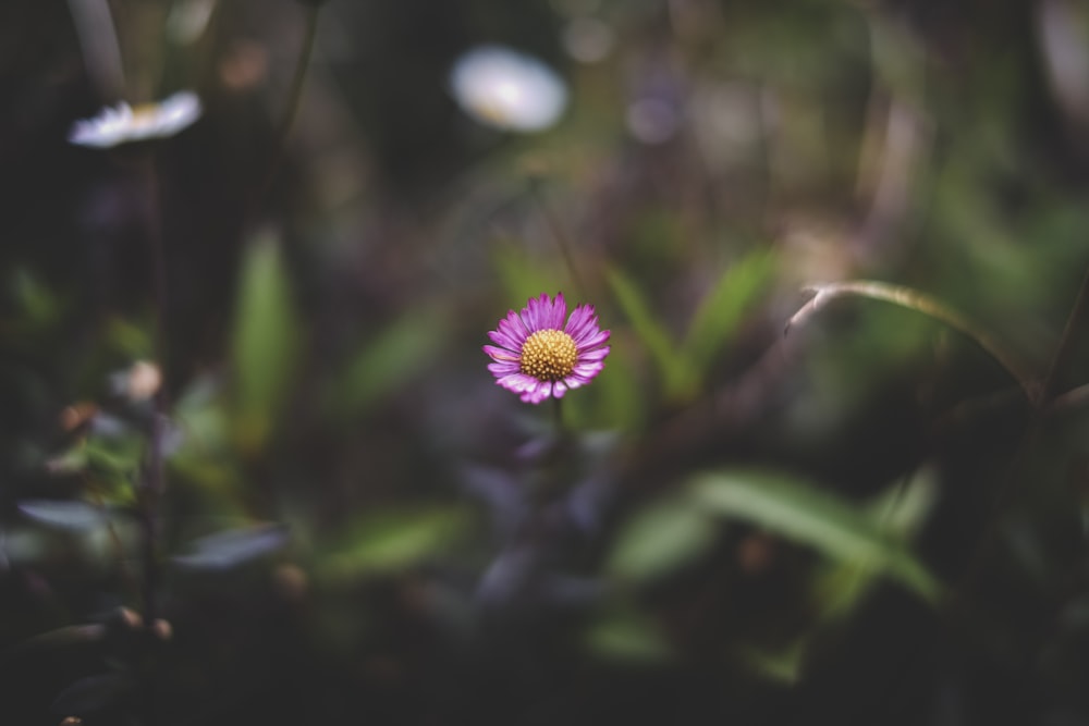 pink petaled flower closeup photography