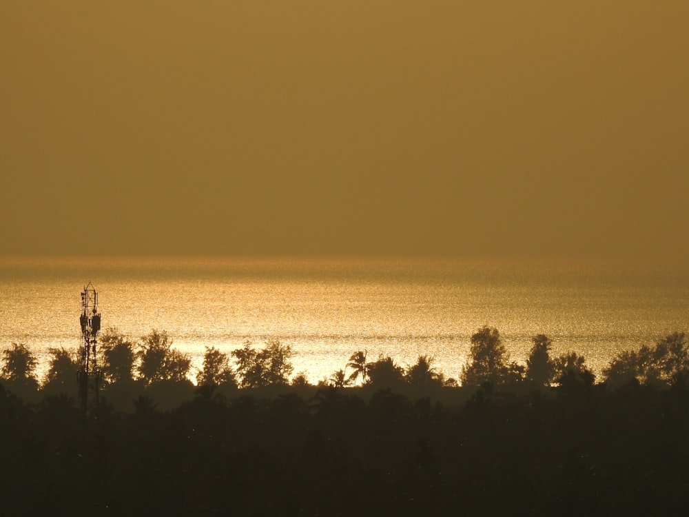 silhouette of trees during sunset