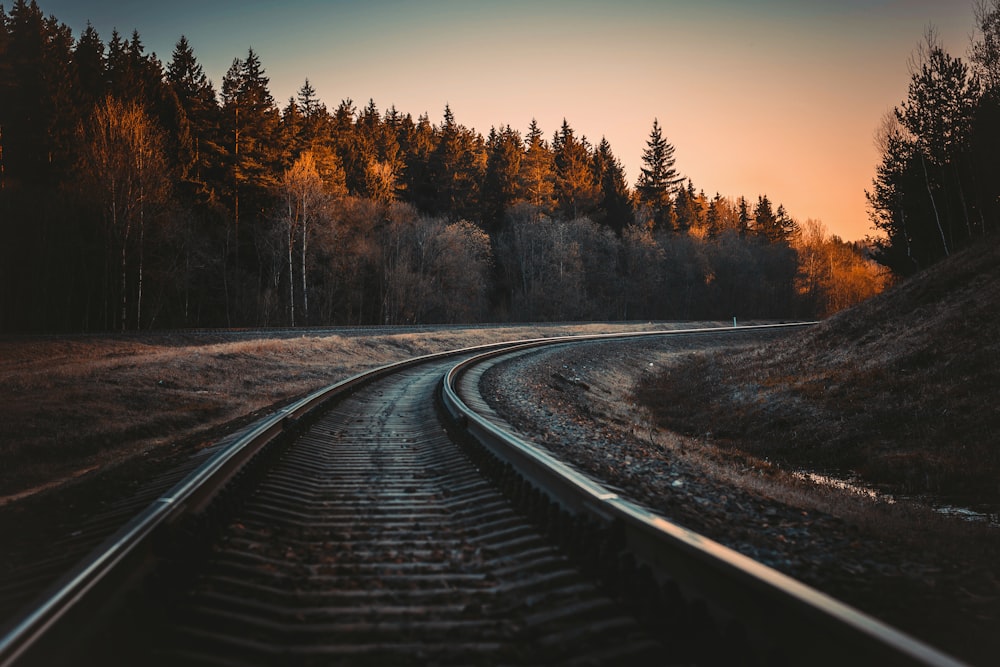 Carril de tren rodeado de árboles