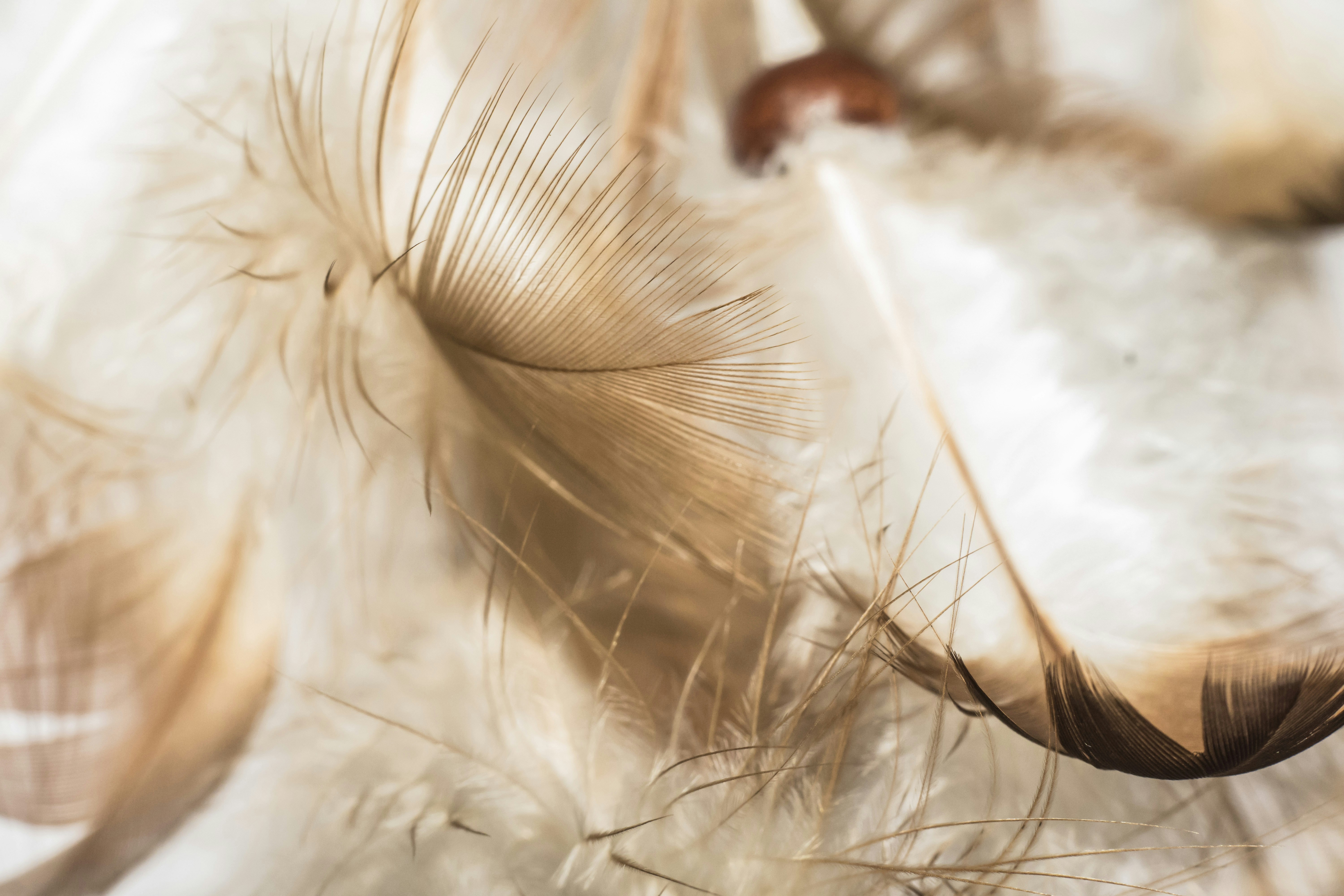 feathers