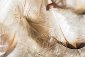 selective focus photograph of feathers on white surface