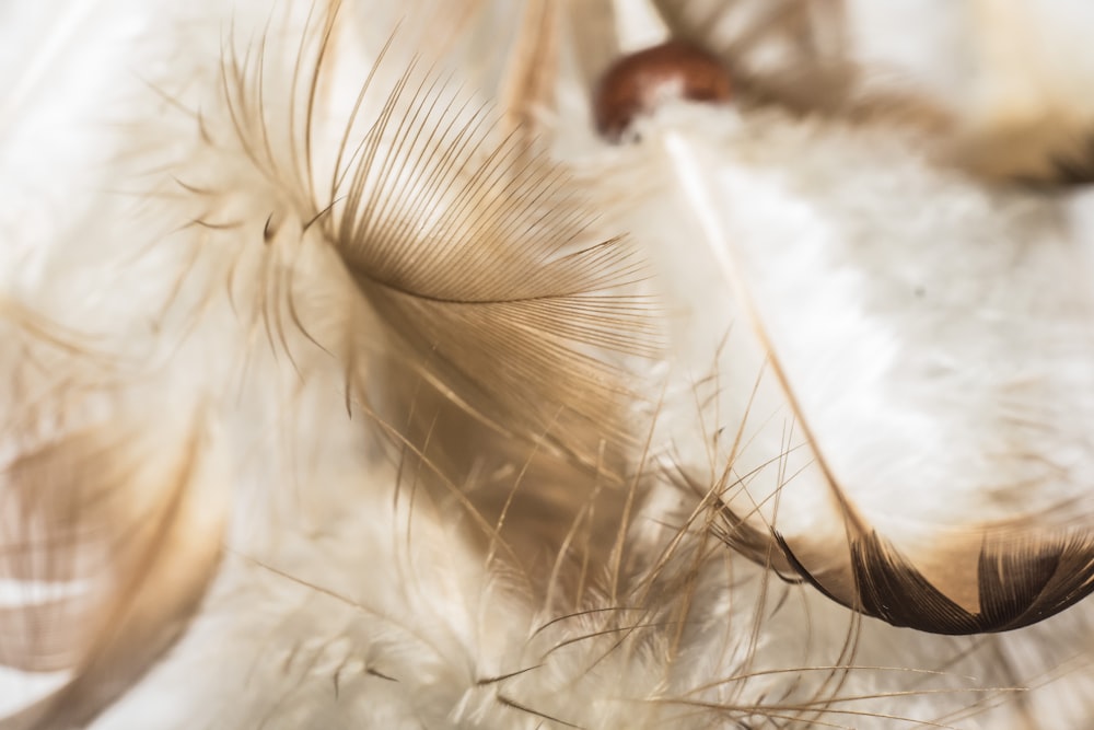 白い表面の羽毛のセレクティブフォーカス写真