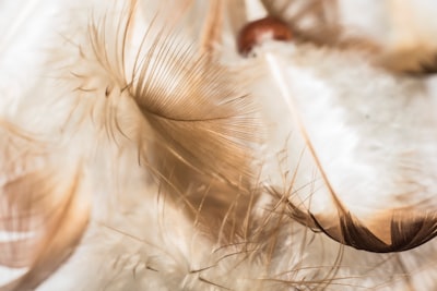 selective focus photograph of feathers on white surface soft google meet background