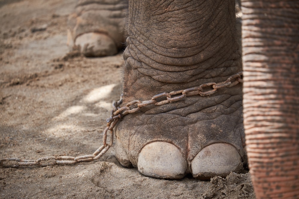chained gray elephant's foot