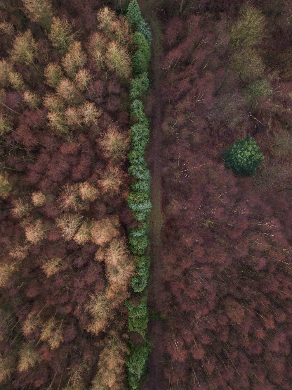 aerial photography of tree lined dirt road at daytime