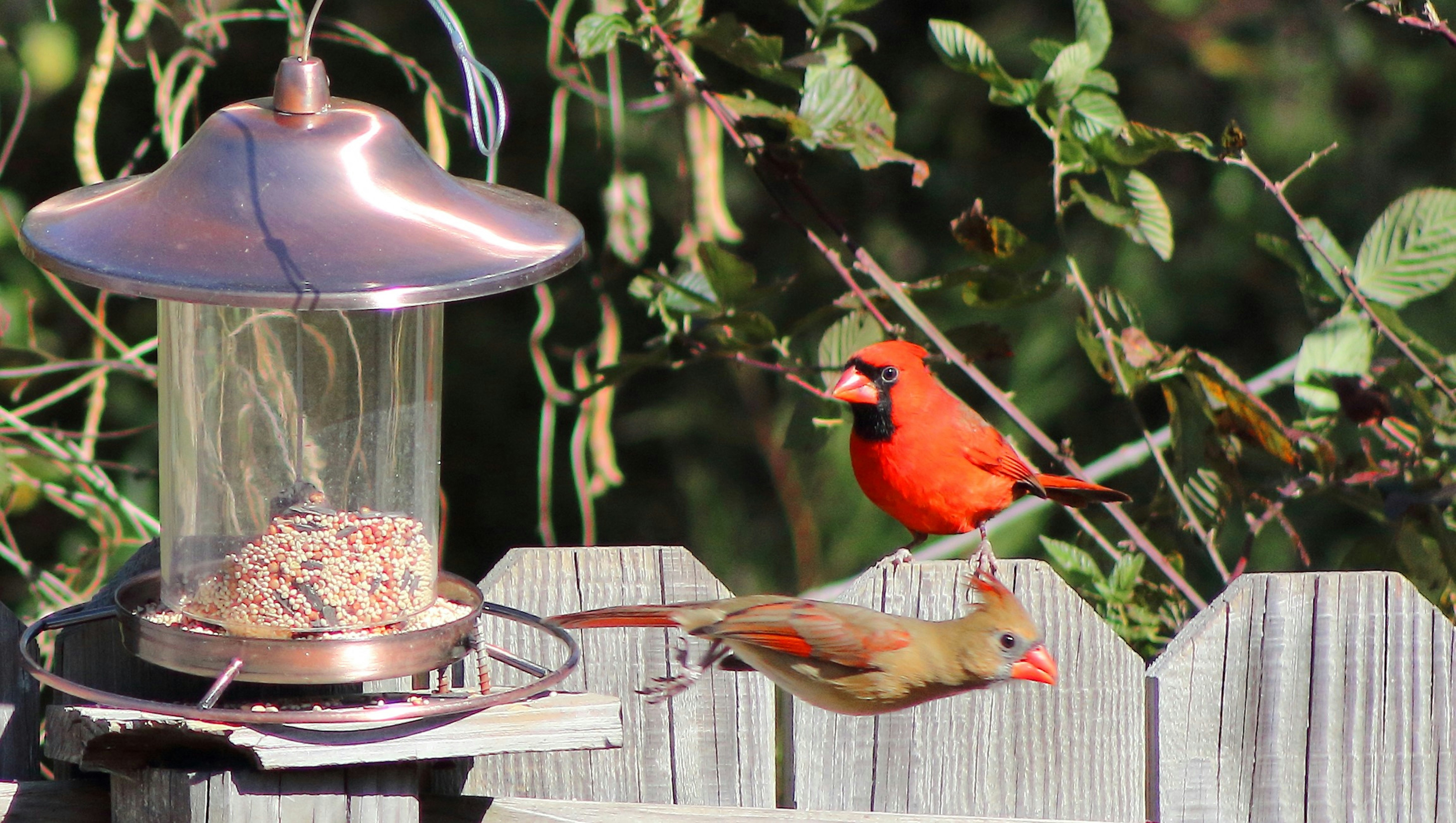bird feeder pictures download free images on unsplash