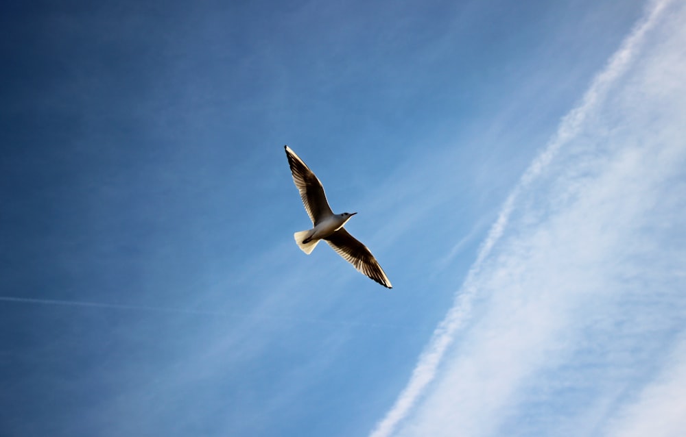 brown bird soaring the sky
