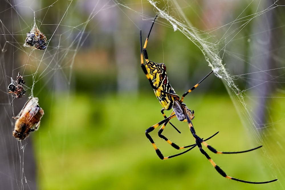 Schwarze und grüne Spinne in einem Netz