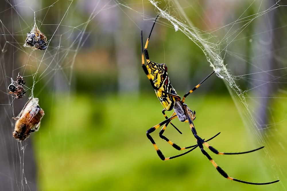 black and green spider in a web