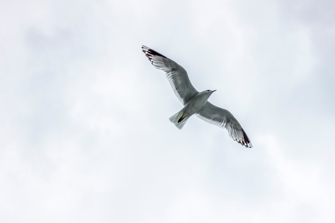 travelers stories about Wildlife in Bergen, Norway