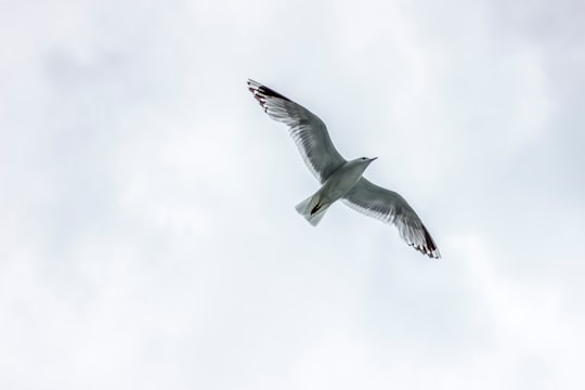 seagull flying under white clouds in Bergen Norway