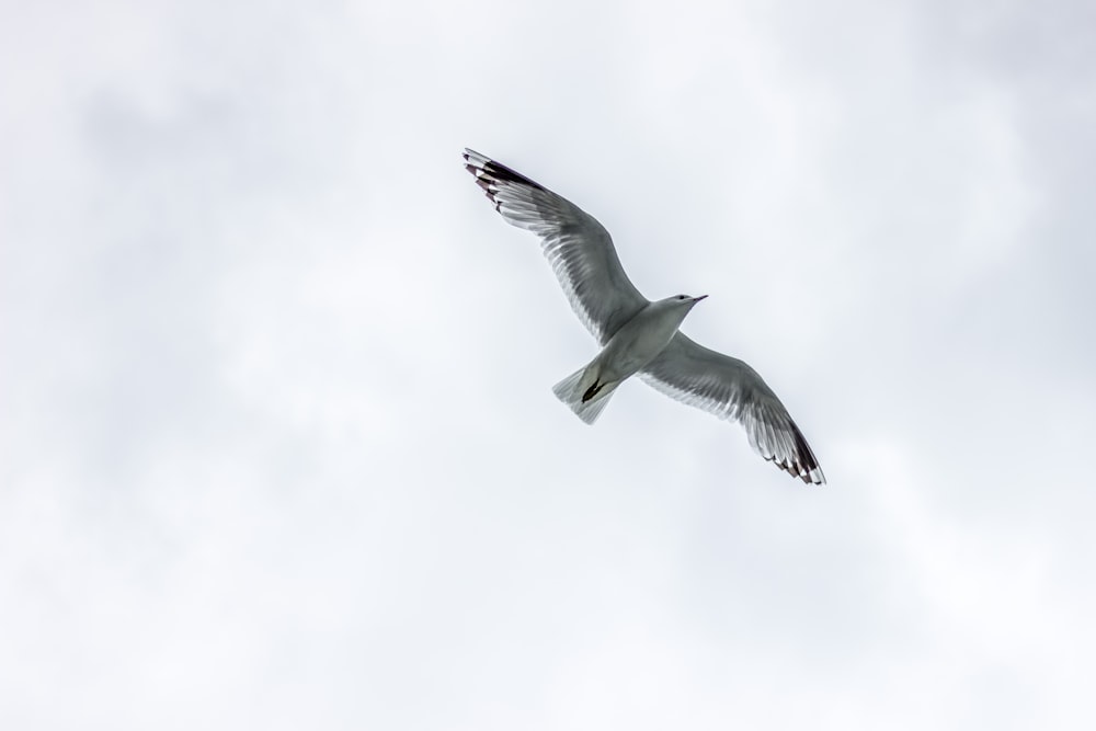 seagull flying under white clouds