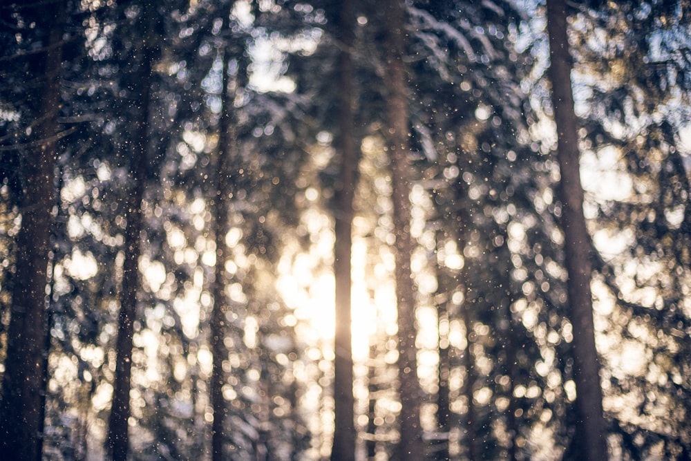 the sun is shining through the trees in the snow