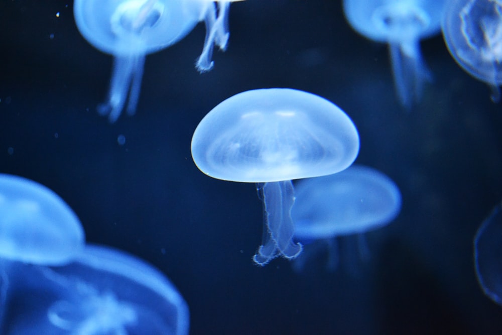Foto de enfoque superficial de medusas