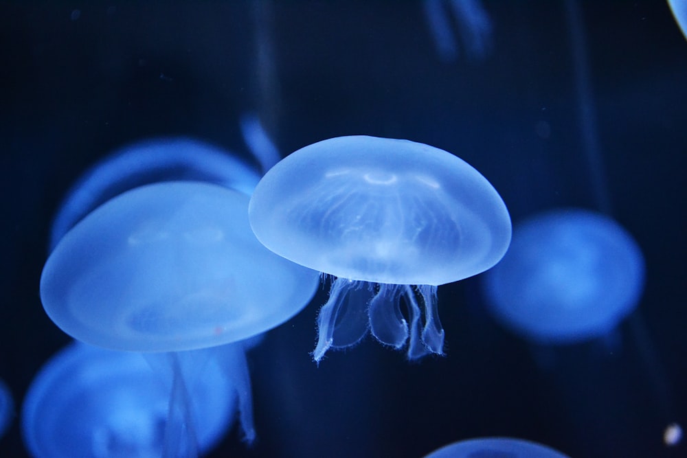 Fotografía de primer plano de medusas