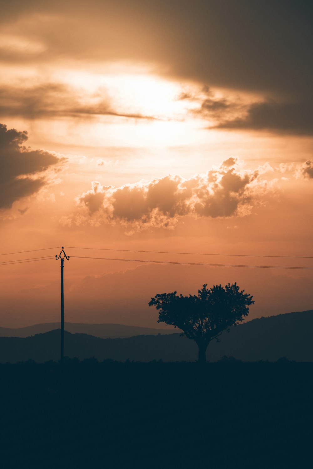 silhouette of tree beside electric post at golden hour