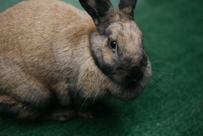 grey rabbit bunny zoom background