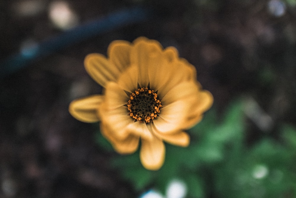 selective focus of yellow petaled flower
