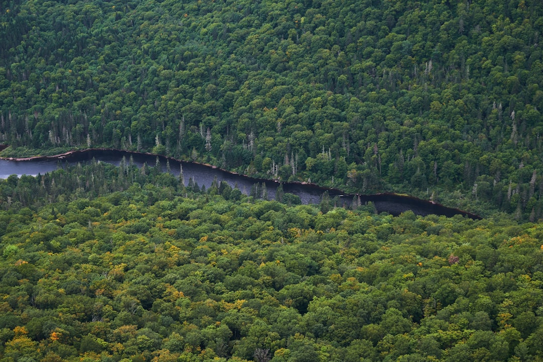 Tropical and subtropical coniferous forests photo spot Jacques-Cartier National Park Grands-Jardins National Park