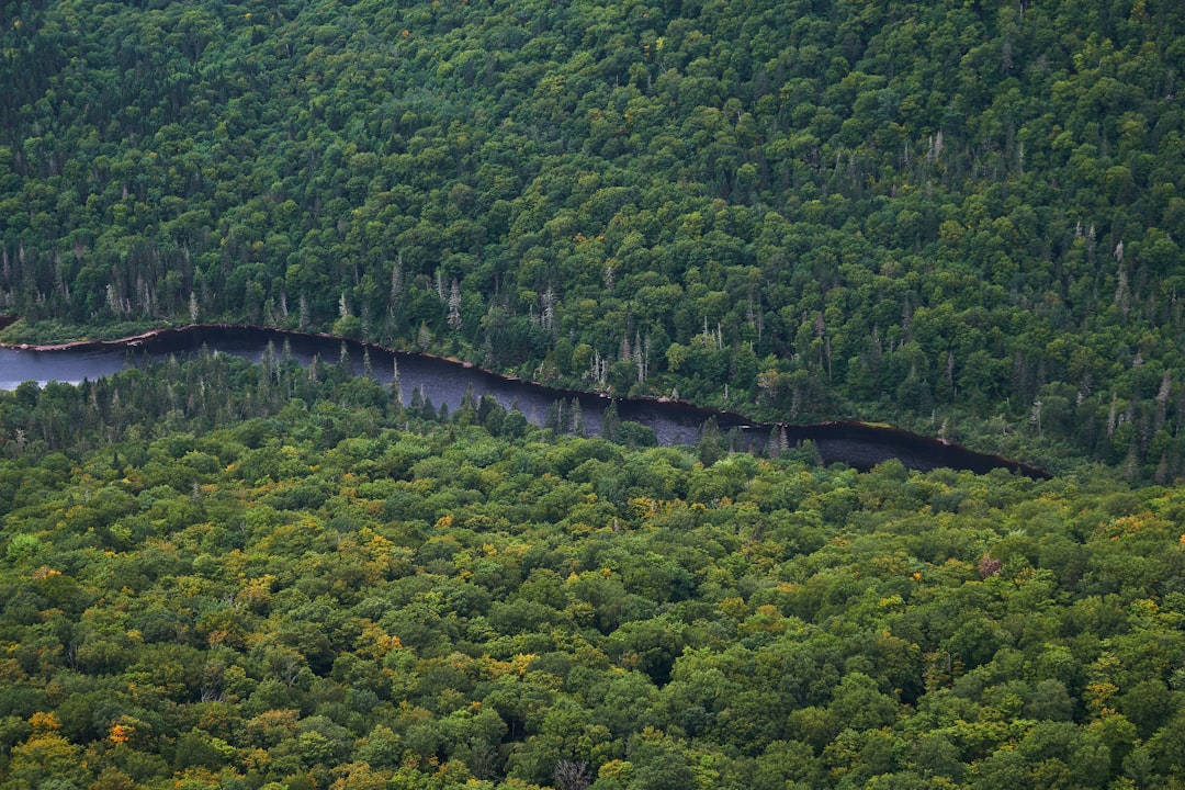 Tropical and subtropical coniferous forests photo spot Jacques-Cartier National Park Canada