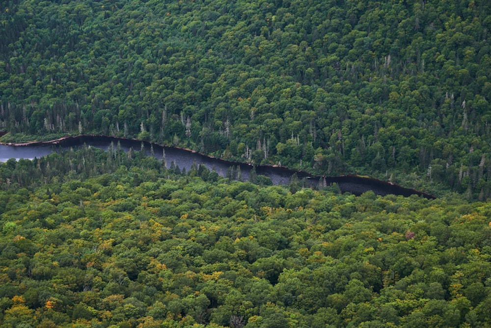 alberi verdi vicino allo specchio d'acqua