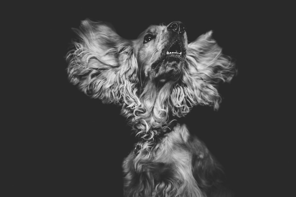 grayscale photography of long-coated dog
