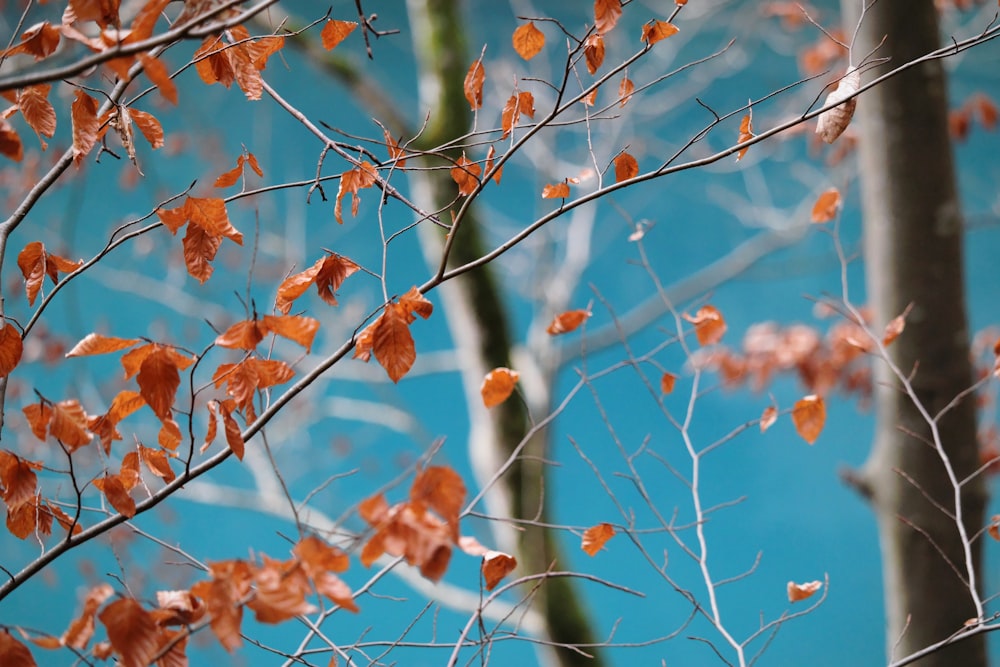 selective focus of tree leaves