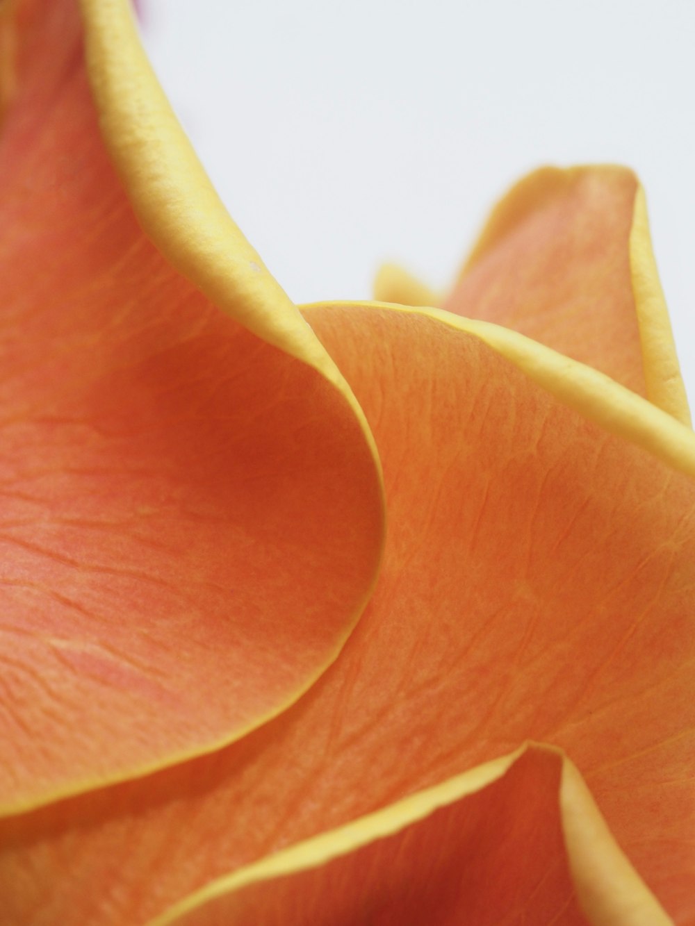 closeup photo of yellow petaled flower in bloom