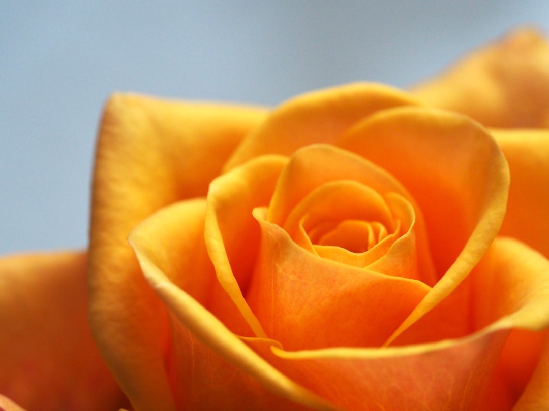 selective focus photo of yellow petaled flower