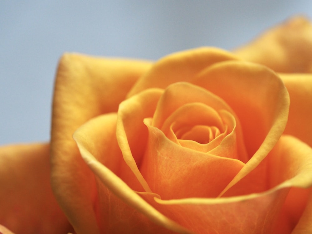 selective focus photo of yellow petaled flower