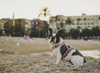 A French Bulldog wearing a harness sits on a sandy beach. There are palm trees, residential buildings, and several people relaxing in the distance, creating a backdrop of an urban beach environment.